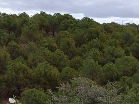TERRENO COM 15.280 M2 - POSSIBILIDADE DE CONSTRUÇÃO - MURTEIRA - AZINHAL - CASTRO MARIM - ALGARVE