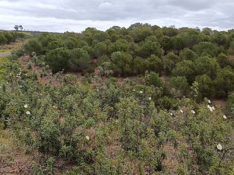 TERRENO COM 15.280 M2 - POSSIBILIDADE DE CONSTRUÇÃO - MURTEIRA - AZINHAL - CASTRO MARIM - ALGARVE