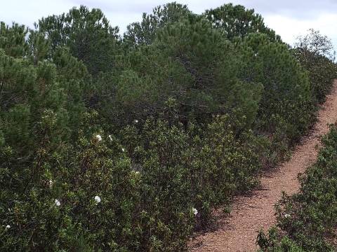 TERRENO COM 15.280 M2 - POSSIBILIDADE DE CONSTRUÇÃO - MURTEIRA - AZINHAL - CASTRO MARIM - ALGARVE