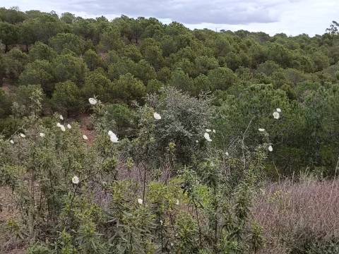 TERRENO COM 15.280 M2 - POSSIBILIDADE DE CONSTRUÇÃO - MURTEIRA - AZINHAL - CASTRO MARIM - ALGARVE