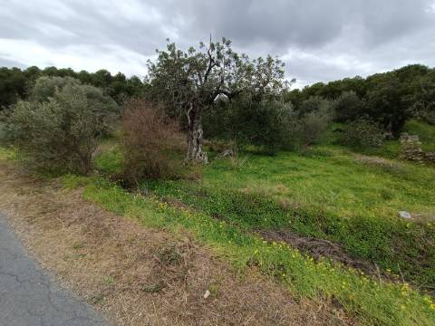 TERRENO COM 15.280 M2 - POSSIBILIDADE DE CONSTRUÇÃO - MURTEIRA - AZINHAL - CASTRO MARIM - ALGARVE