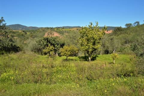 Terreno Rústico próximo de Santa Catarina da Fonte do Bispo