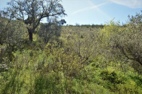 Terreno Rústico próximo de Santa Catarina da Fonte do Bispo