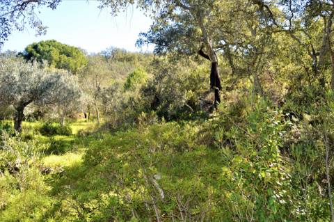 Terreno Rústico próximo de Santa Catarina da Fonte do Bispo