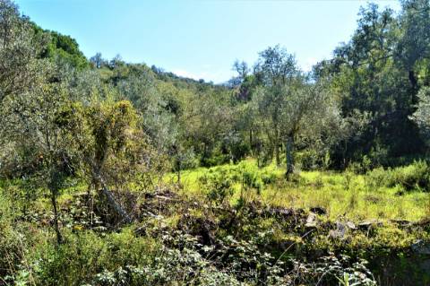 Terreno Rústico próximo de Santa Catarina da Fonte do Bispo