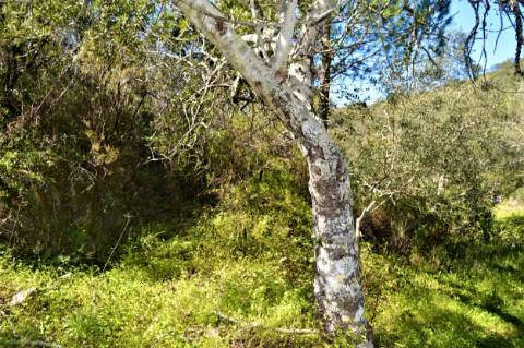 Terreno Rústico próximo de Santa Catarina da Fonte do Bispo