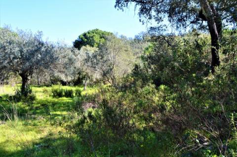 Terreno Rústico próximo de Santa Catarina da Fonte do Bispo