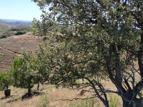 TERRENO RÚSTICO COM 20.000 M2 - VISTA LAGO - NO CERRO DO ENHO EM CASTRO MARIM - ALGARVE