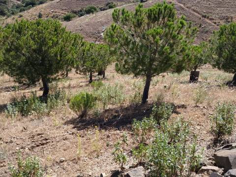 TERRENO RÚSTICO COM 20.000 M2 - VISTA LAGO - NO CERRO DO ENHO EM CASTRO MARIM - ALGARVE
