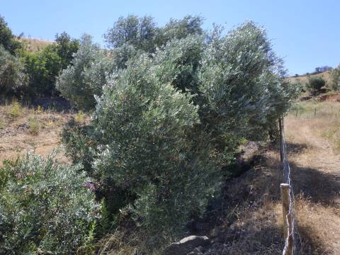 TERRENO RÚSTICO COM 20.000 M2 - VISTA LAGO - NO CERRO DO ENHO EM CASTRO MARIM - ALGARVE