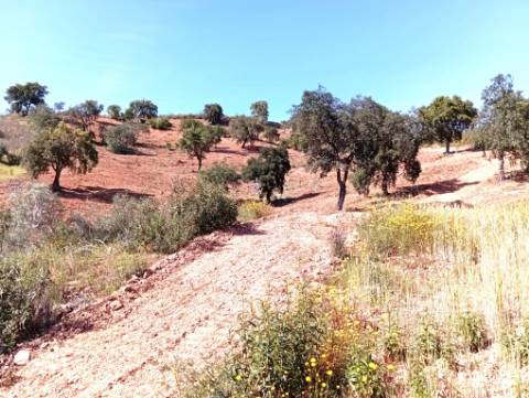 Terreno Rústico com Poço
