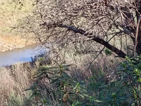 TERRENO RÚSTICO COM 7.560 M2 - NA BARRAGEM DO BELICHE - CASTRO MARIM - ALGARVE