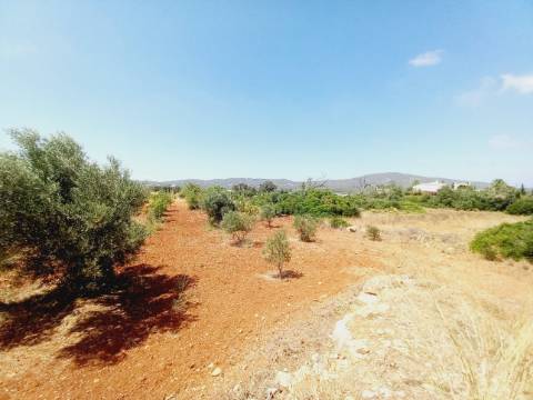 Terreno Rústico em Alcecrineira - Quelfes
