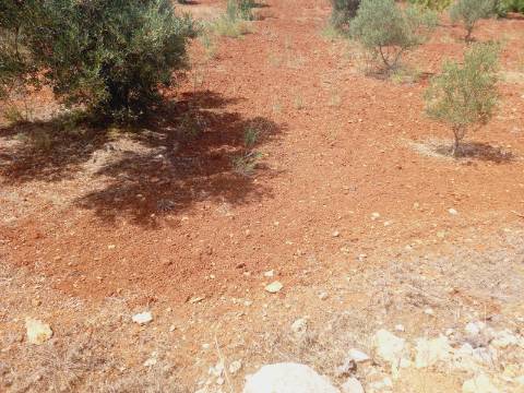 Terreno Rústico em Alcecrineira - Quelfes