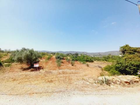 Terreno Rústico em Alcecrineira - Quelfes
