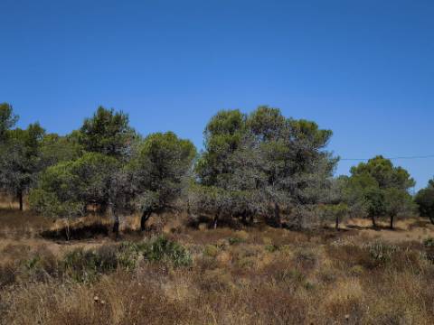 TERRENO RUSTICO COM 22.520 M2 - PLANO - COM SOBREIROS - POSSIBILIDADE DE CONSTRUIR APOIO AGRICOLA - QUINTA DO SOBRAL - CASTRO MARIM - ALGARVE