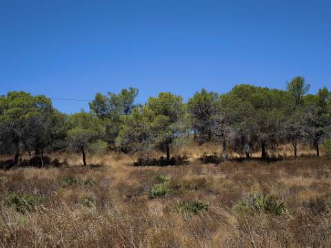 TERRENO RUSTICO COM 22.520 M2 - PLANO - COM SOBREIROS - POSSIBILIDADE DE CONSTRUIR APOIO AGRICOLA - QUINTA DO SOBRAL - CASTRO MARIM - ALGARVE