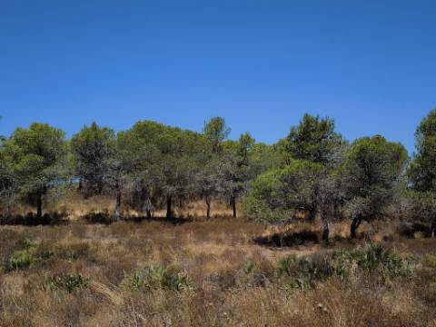 TERRENO RUSTICO COM 22.520 M2 - PLANO - COM SOBREIROS - POSSIBILIDADE DE CONSTRUIR APOIO AGRICOLA - QUINTA DO SOBRAL - CASTRO MARIM - ALGARVE