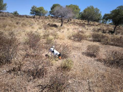 TERRENO RUSTICO COM 22.520 M2 - PLANO - COM SOBREIROS - POSSIBILIDADE DE CONSTRUIR APOIO AGRICOLA - QUINTA DO SOBRAL - CASTRO MARIM - ALGARVE