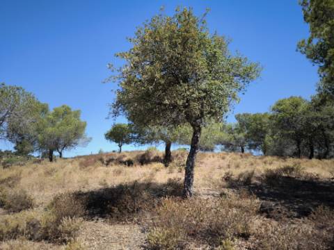 TERRENO RUSTICO COM 22.520 M2 - PLANO - COM SOBREIROS - POSSIBILIDADE DE CONSTRUIR APOIO AGRICOLA - QUINTA DO SOBRAL - CASTRO MARIM - ALGARVE