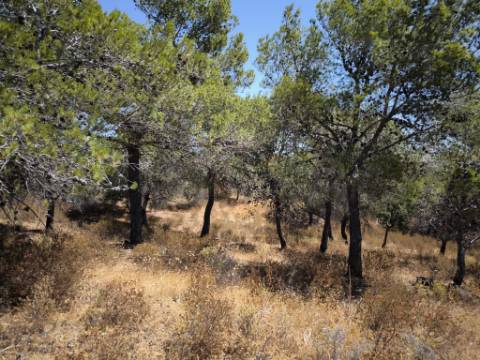 TERRENO RUSTICO COM 22.520 M2 - PLANO - COM SOBREIROS - POSSIBILIDADE DE CONSTRUIR APOIO AGRICOLA - QUINTA DO SOBRAL - CASTRO MARIM - ALGARVE