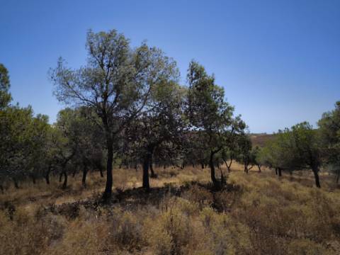 TERRENO RUSTICO COM 22.520 M2 - PLANO - COM SOBREIROS - POSSIBILIDADE DE CONSTRUIR APOIO AGRICOLA - QUINTA DO SOBRAL - CASTRO MARIM - ALGARVE