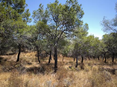 TERRENO RUSTICO COM 22.520 M2 - PLANO - COM SOBREIROS - POSSIBILIDADE DE CONSTRUIR APOIO AGRICOLA - QUINTA DO SOBRAL - CASTRO MARIM - ALGARVE