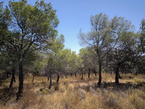 TERRENO RUSTICO COM 22.520 M2 - PLANO - COM SOBREIROS - POSSIBILIDADE DE CONSTRUIR APOIO AGRICOLA - QUINTA DO SOBRAL - CASTRO MARIM - ALGARVE