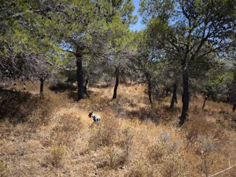 TERRENO RUSTICO COM 22.520 M2 - PLANO - COM SOBREIROS - POSSIBILIDADE DE CONSTRUIR APOIO AGRICOLA - QUINTA DO SOBRAL - CASTRO MARIM - ALGARVE