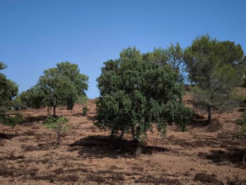 TERRENO RUSTICO COM 22.320 M2 - POSSIBILIDADE DE CONSTRUIR APOIO AGRÍCOLA - COM SOBREIROS - RIO SECO - CASTRO MARIM - ALGARVE