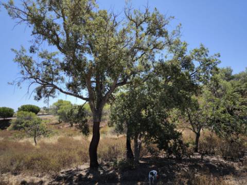 TERRENO RUSTICO COM 22.320 M2 - POSSIBILIDADE DE CONSTRUIR APOIO AGRÍCOLA - COM SOBREIROS - RIO SECO - CASTRO MARIM - ALGARVE