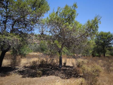 TERRENO RUSTICO COM 22.320 M2 - POSSIBILIDADE DE CONSTRUIR APOIO AGRÍCOLA - COM SOBREIROS - RIO SECO - CASTRO MARIM - ALGARVE