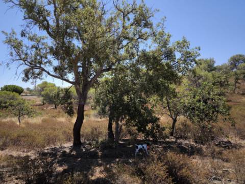 TERRENO RUSTICO COM 22.320 M2 - POSSIBILIDADE DE CONSTRUIR APOIO AGRÍCOLA - COM SOBREIROS - RIO SECO - CASTRO MARIM - ALGARVE