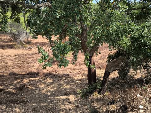 TERRENO RUSTICO COM 22.320 M2 - POSSIBILIDADE DE CONSTRUIR APOIO AGRÍCOLA - COM SOBREIROS - RIO SECO - CASTRO MARIM - ALGARVE