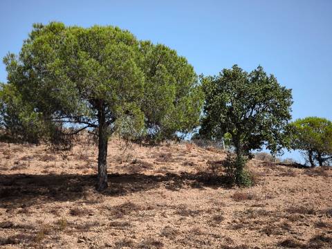 TERRENO RUSTICO COM 22.320 M2 - POSSIBILIDADE DE CONSTRUIR APOIO AGRÍCOLA - COM SOBREIROS - RIO SECO - CASTRO MARIM - ALGARVE
