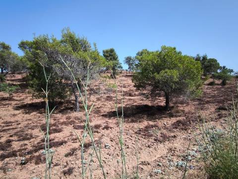 TERRENO RUSTICO COM 22.320 M2 - POSSIBILIDADE DE CONSTRUIR APOIO AGRÍCOLA - COM SOBREIROS - RIO SECO - CASTRO MARIM - ALGARVE