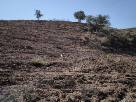 TERRENO RUSTICO COM 5.720 M2 - COM POÇO - CORTE DO GAGO - CASTRO MARIM - ALGARVE