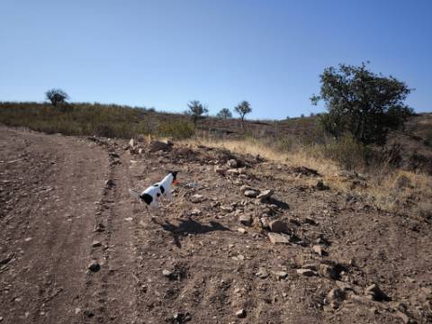 TERRENO RUSTICO COM 5.720 M2 - COM POÇO - CORTE DO GAGO - CASTRO MARIM - ALGARVE