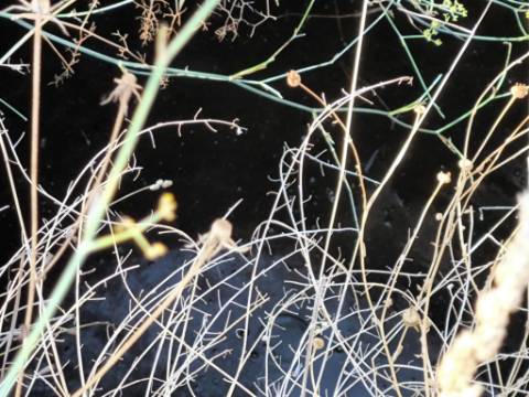 TERRENO RUSTICO COM 5.720 M2 - COM POÇO - CORTE DO GAGO - CASTRO MARIM - ALGARVE