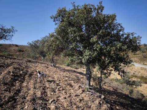 TERRENO RUSTICO COM 5.720 M2 - COM POÇO - CORTE DO GAGO - CASTRO MARIM - ALGARVE