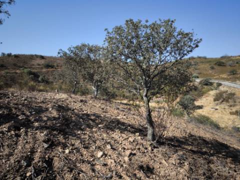 TERRENO RUSTICO COM 5.720 M2 - COM POÇO - CORTE DO GAGO - CASTRO MARIM - ALGARVE