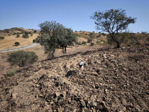 TERRENO RUSTICO COM 5.720 M2 - COM POÇO - CORTE DO GAGO - CASTRO MARIM - ALGARVE