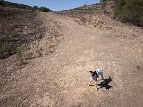 TERRENO COM 7.280 M2 - COM TERRAÇO - VISTA MAR - PRÓXIMO A CORTE DO GAGO - CASTRO MARIM - ALGARVE
