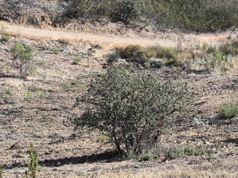 TERRENO COM 7.280 M2 - COM TERRAÇO - VISTA MAR - PRÓXIMO A CORTE DO GAGO - CASTRO MARIM - ALGARVE