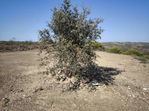 TERRENO COM 7.280 M2 - COM TERRAÇO - VISTA MAR - PRÓXIMO A CORTE DO GAGO - CASTRO MARIM - ALGARVE