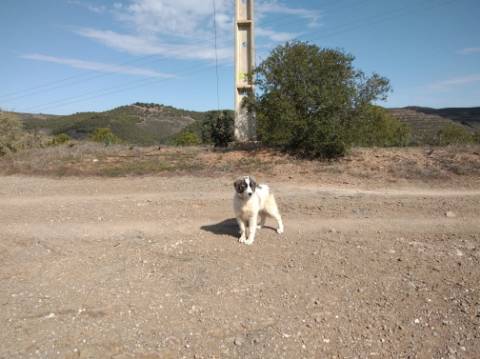 HERDADE COM 52 HECTARES - JUNTO A BARRAGEM DE ALCOUTIM - RIO CADAVAIS - ALCOUTIM - ALGARVE