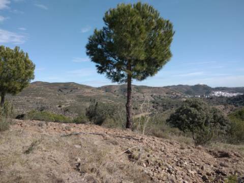 HERDADE COM 52 HECTARES - JUNTO A BARRAGEM DE ALCOUTIM - RIO CADAVAIS - ALCOUTIM - ALGARVE