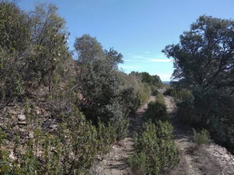 HERDADE COM 52 HECTARES - JUNTO A BARRAGEM DE ALCOUTIM - RIO CADAVAIS - ALCOUTIM - ALGARVE
