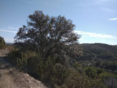 HERDADE COM 52 HECTARES - JUNTO A BARRAGEM DE ALCOUTIM - RIO CADAVAIS - ALCOUTIM - ALGARVE