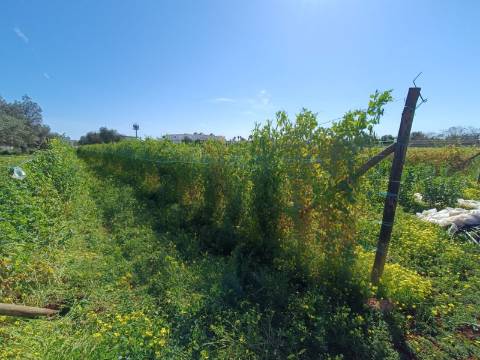 QUINTA RURAL T4 COM FURO - NORA - PRÓXIMO DA PRAIA EM CABANAS DE TAVIRA - ALGARVE